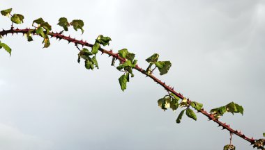 Large bramble thorn with sharp spikes. clipart