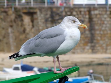 mousehole bir martı.