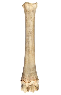 The leg bone of a sheep. clipart