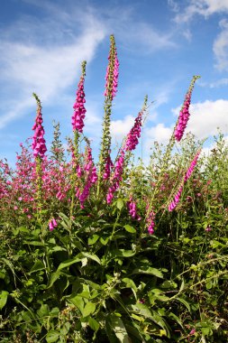 vahşi ç (digitalis purpurea).