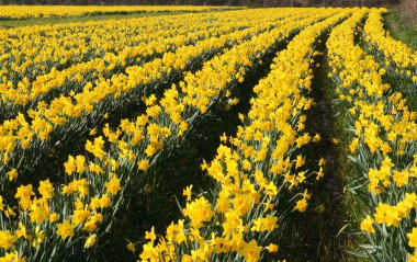 Field of daffodils in bloom. clipart