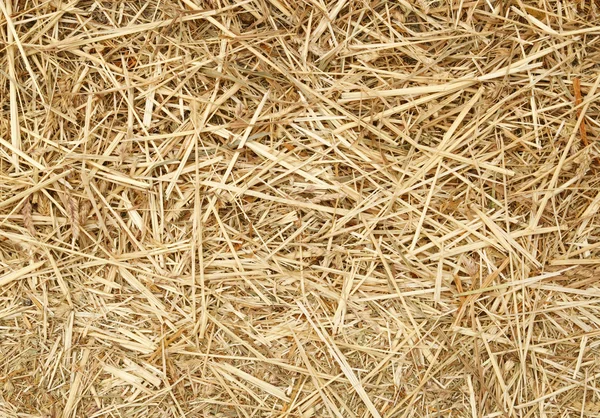 Close up of pieces of straw. — Stock Photo, Image