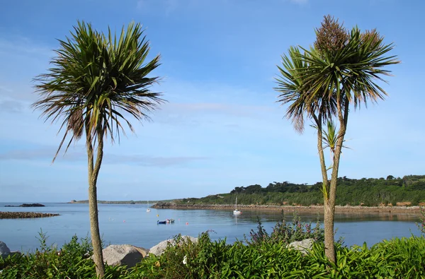 Dos palmeras, Porthcressa . — Foto de Stock