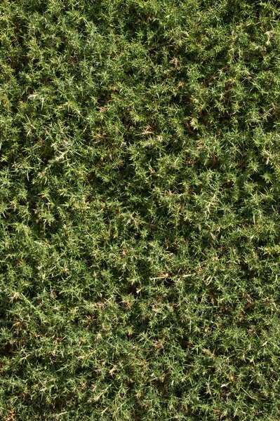 Close up of a thistle bush. — Stock Photo, Image