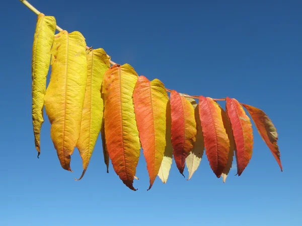 Kolorowe liście jesieni Zamknij się. — Zdjęcie stockowe