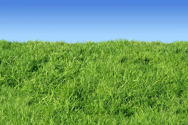 Grass bank and a blue sky. — Stock Photo, Image
