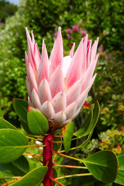 stock image A king protea plant (Cynaroides).