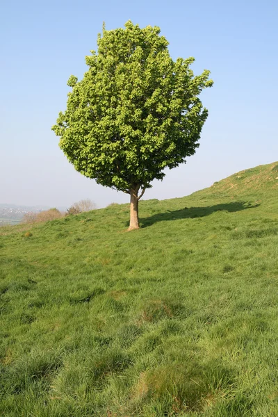 Sebuah pohon kecil di bidang bahasa Inggris . — Stok Foto