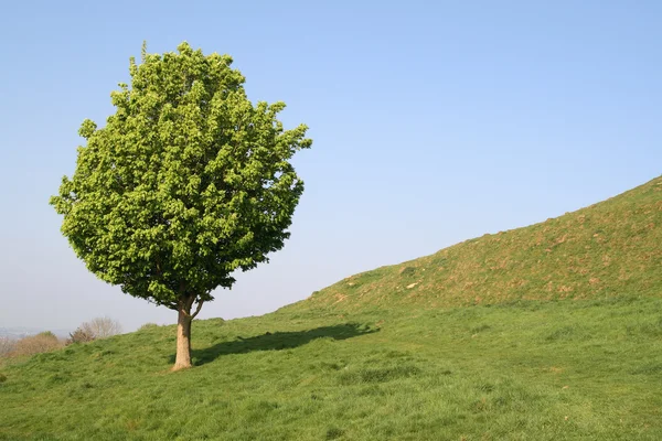 Sebuah pohon kecil di bidang bahasa Inggris . — Stok Foto