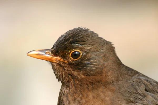Милий blackbird — стокове фото
