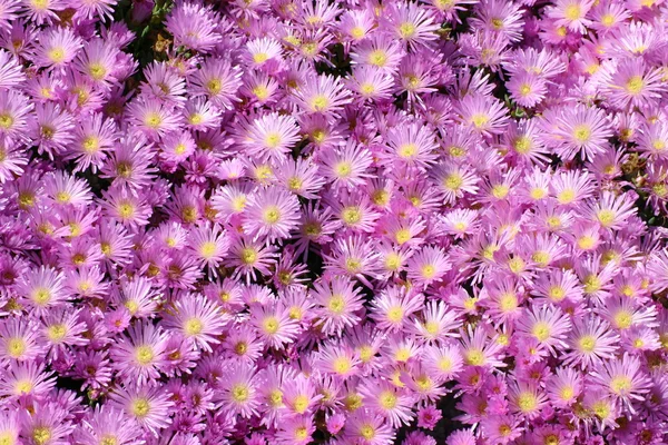 Rózsaszín mesembryanthemum — Stock Fotó