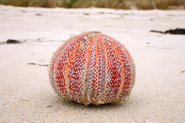 Erizo de mar colorido (Echinus esculentus ) — Foto de Stock