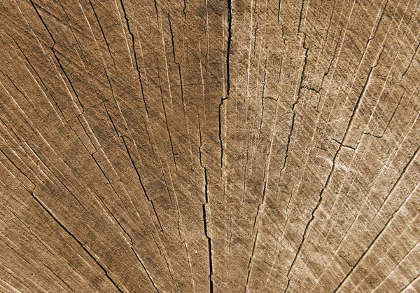 Cracks in un tronco di legno tagliato . — Foto Stock