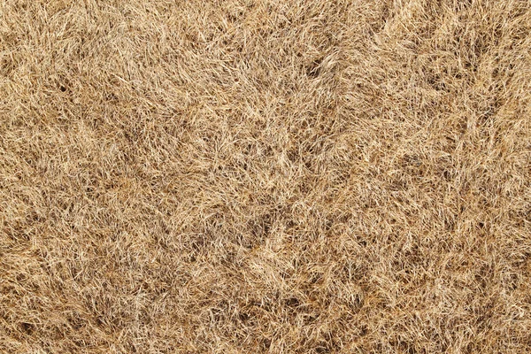 Сухая опаленная трава . — стоковое фото