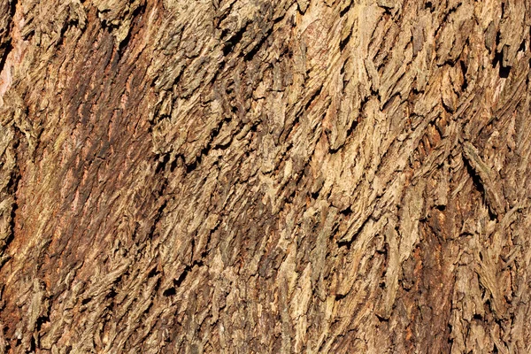 Грубая текстура коры дерева. — стоковое фото