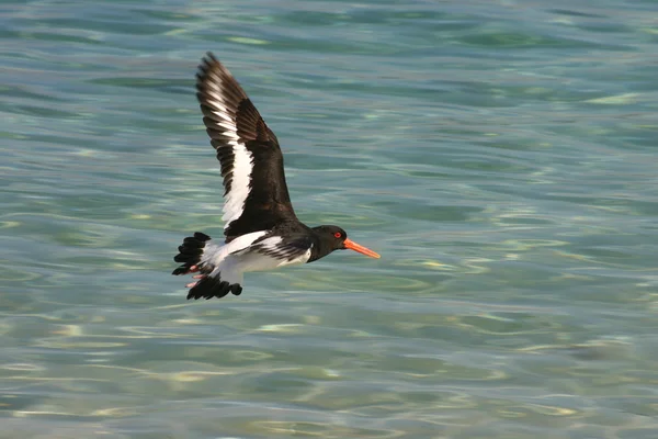 Um apanhador de ostras a voar . — Fotografia de Stock