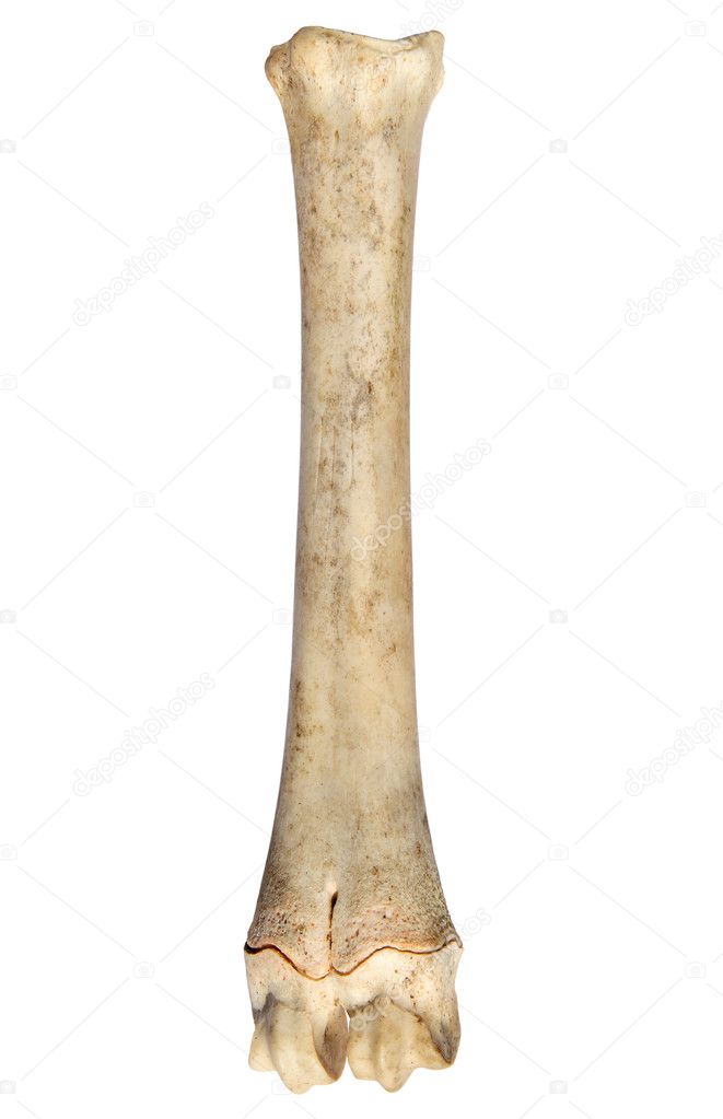 The leg bone of a sheep.