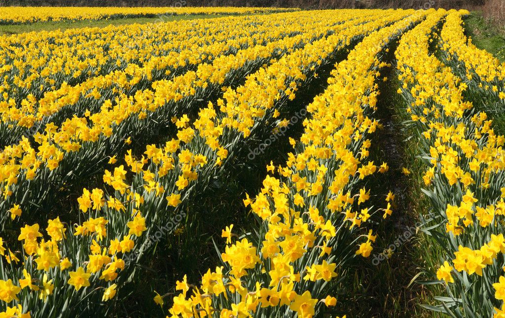 Field of daffodils in bloom. — Stock Photo © SRphotos #2613436
