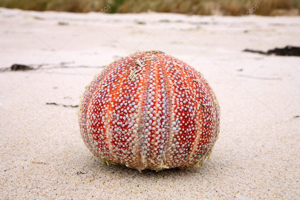 Colorful sea urchin (Echinus esculentus)