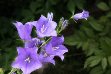 Campanula clipart