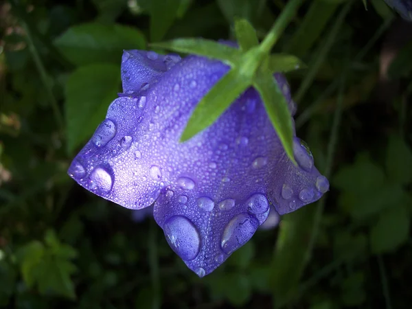 แคมปานูล่าดอกไม้ — ภาพถ่ายสต็อก