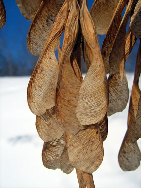 stock image Seeds of ash