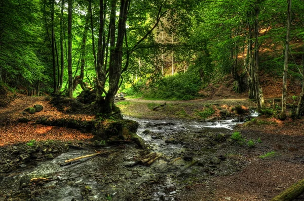 stock image The brook in wood.