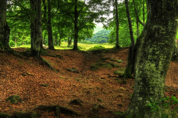 Der Schattengang durch den Wald — Stockfoto