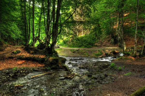 O riacho em madeira . Fotografias De Stock Royalty-Free