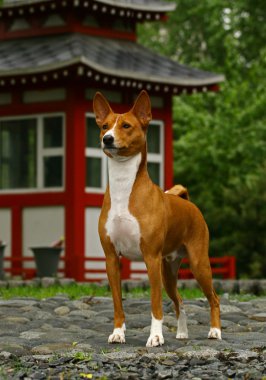 The Basenji clipart