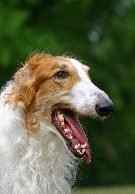 The Borzoi clipart