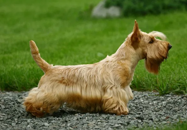 El Terrier escocés — Foto de Stock