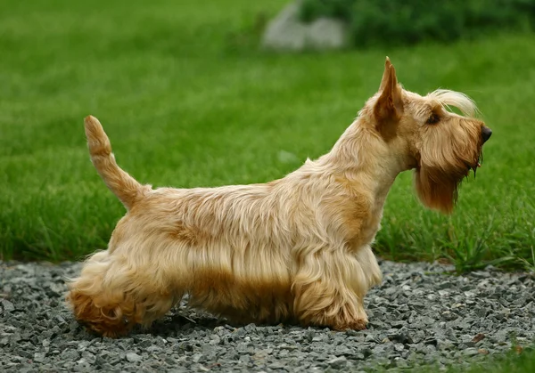 El Terrier escocés Fotos de stock libres de derechos