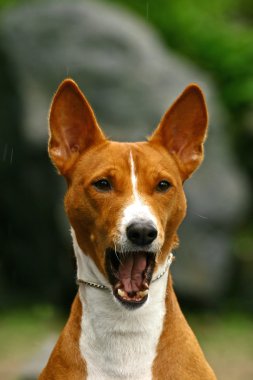 The Basenji clipart