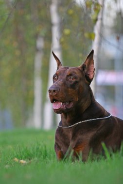 doberman pinscher