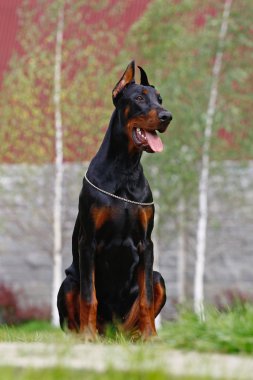 The Doberman Pinscher clipart