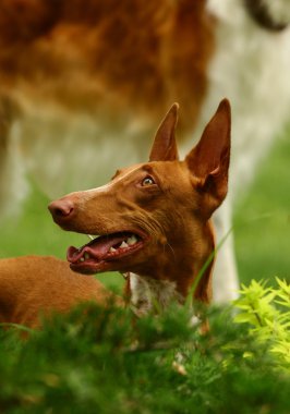 The Pharaoh Hound clipart