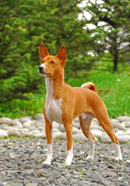 The Basenji clipart