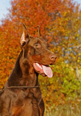 The Doberman clipart