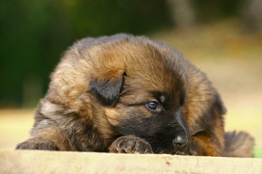German Shepherd puppy clipart