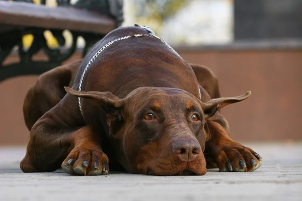 ドーベルマン犬 — ストック写真