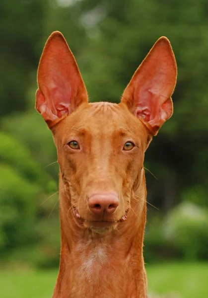 Der Pharaonenhund — Stockfoto