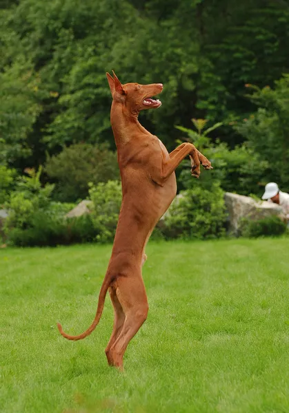 Dançando Faraó Cão — Fotografia de Stock