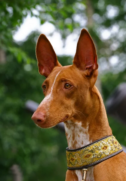Pharaoh hound — Stockfoto