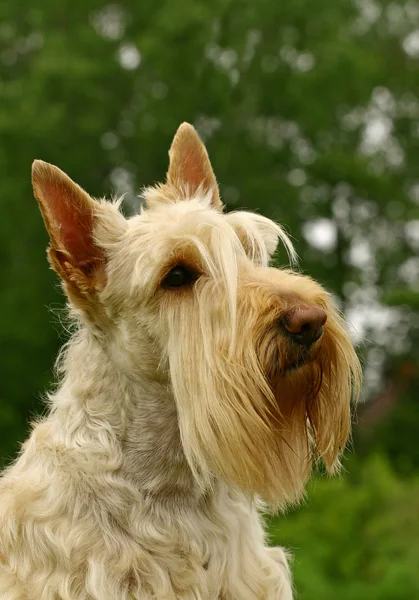 O terrier escocês — Fotografia de Stock