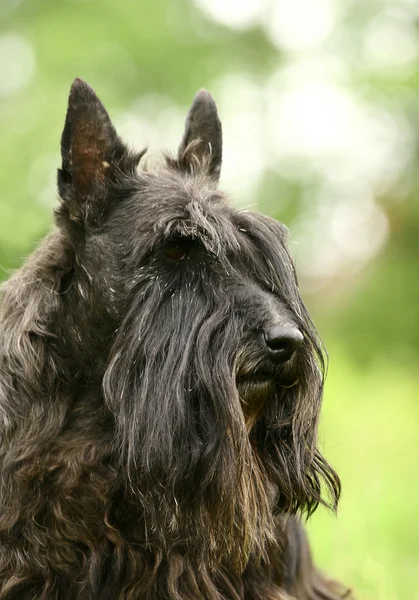 El Terrier escocés —  Fotos de Stock