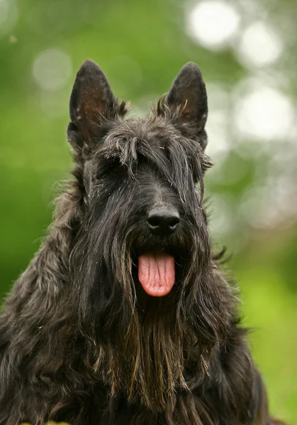 The Scottish Terrier — Stock Photo, Image