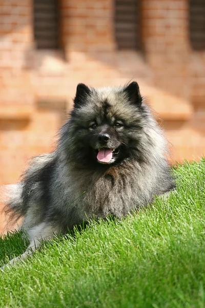 Spitz-tipo cão — Fotografia de Stock