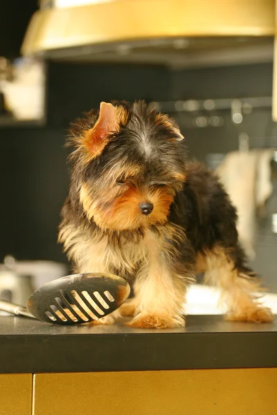 The Yorkshire Terrier in the kitchen — Stock Photo, Image