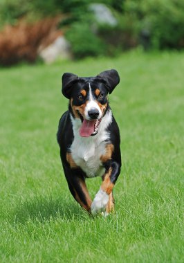 Appenzeller Sennenhund